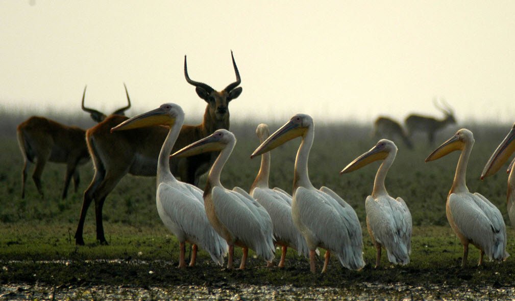 Lochinvar National Park, Southern Province, Zambia